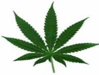 Cannabis