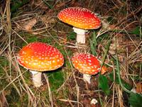 Fliegenpilz